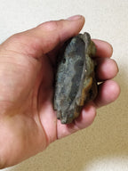 Metal detecting relic lion head door hardware, back side with rust