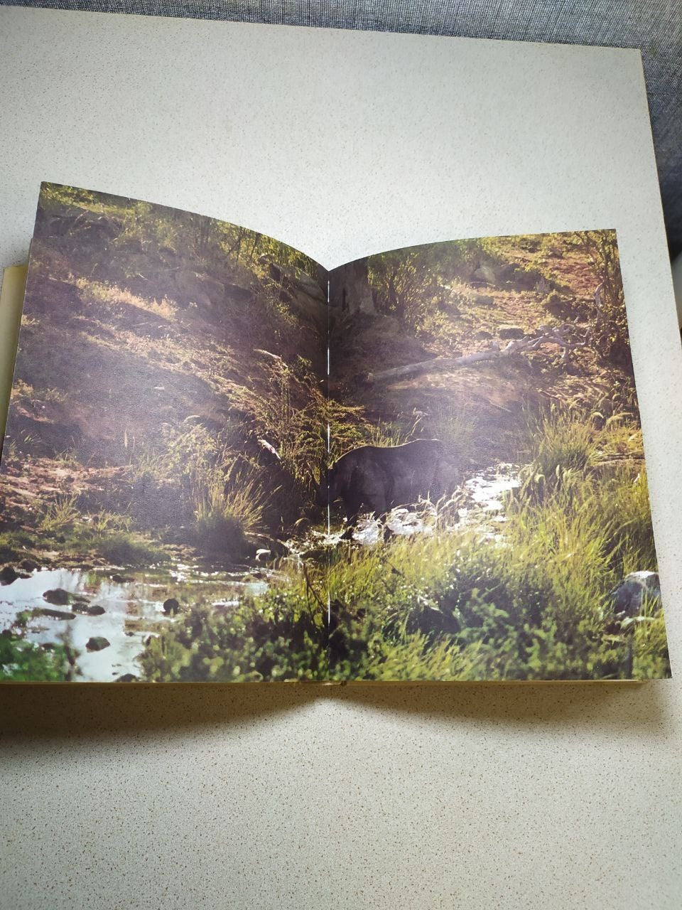 Color wildlife photographs inside the African safari book – detail 14