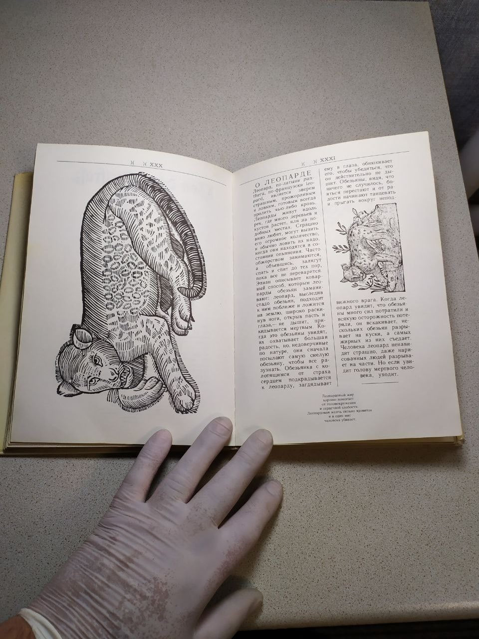 Bestiary-style rhinoceros illustration in the illustrated wildlife book – detail 9